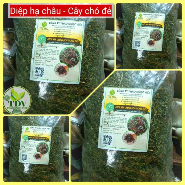 diep ha chau 1