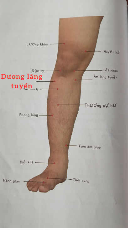 Dương  lăng tuyền