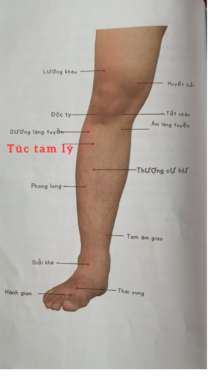 Huyệt Túc tam lý